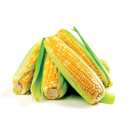 Pannocchia di mais