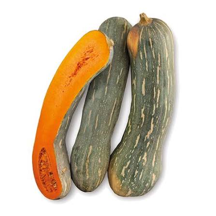 Zucca Violina